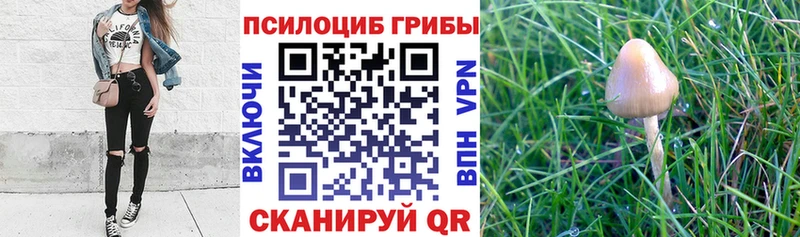 Галлюциногенные грибы GOLDEN TEACHER  купить   Кондрово 
